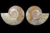 Daisy Flower Ammonite (Choffaticeras) - Madagascar #125501-1